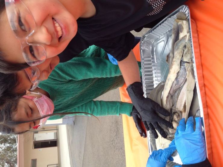 Shark dissection with eggs